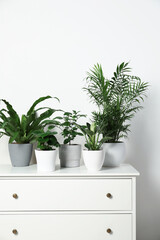 Many different houseplants in pots on chest of drawers near white wall