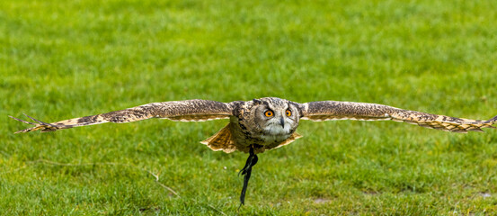Great horn owl flying over the field in Bedford UK