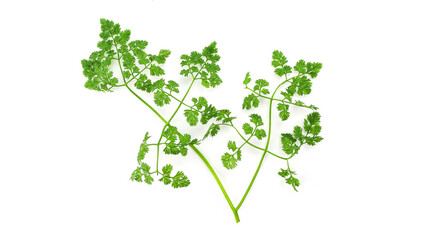 Naklejka premium チャービル ハーブ 