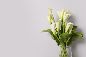 Beautiful calla lily flowers in vase on white background, space for text