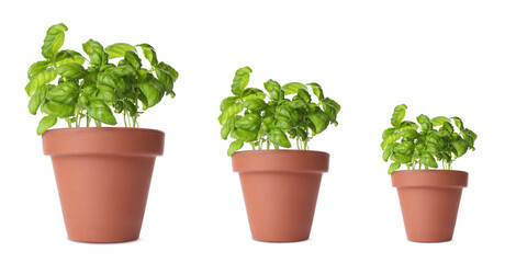 Basil growing in pots isolated on white, different sizes