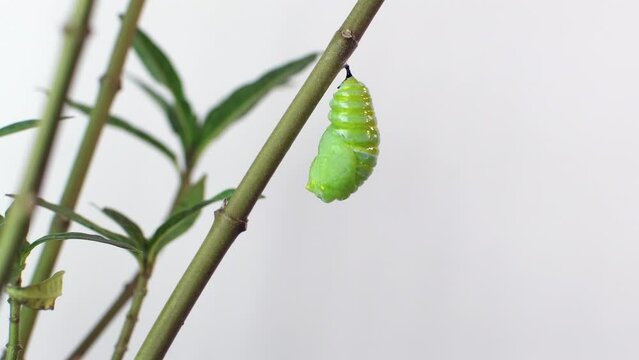 4K video of Monarch caterpillar pupation process sped up 20 times. A monarch butterfly undergoes metamorphosis in this time-lapse shot. Monarch Caterpillar going into a cocoon (Timpe Lapse) isolated