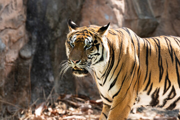 Portrait of Indochinese Tiger is looking for prey (Panthera tigris corbetti) in the natural zoo.Amazing tiger in the nature habitat.Wild dangerous animal concept.