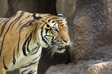 Fototapeta premium Portrait of Indochinese Tiger is looking for prey (Panthera tigris corbetti) in the natural zoo.Amazing tiger in the nature habitat.Wild dangerous animal concept.