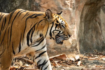 Portrait of Indochinese Tiger is looking for prey (Panthera tigris corbetti) in the natural...