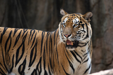 Portrait of Indochinese Tiger is looking for prey (Panthera tigris corbetti) in the natural zoo.Amazing tiger in the nature habitat.Wild dangerous animal concept.