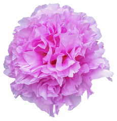 A blooming peony flower with pink and white petal color. Isolated. Blooming Beauty: Capturing the Vibrant Colors of Peony Season. Sun-Link-Sea
