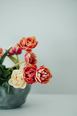 Beautiful red and white tulips in stylish vases on light gray wall. Flower background. Warm colors. copy space