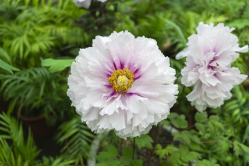 Blooming peony flowers with pink and white petal color. In the garden. Blooming Beauty: Capturing the Vibrant Colors of Peony Season. Sun-Link-Sea