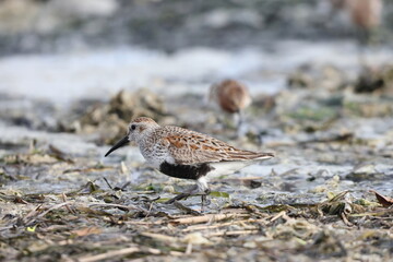 Dunlin summer feather (Calidris alpina ) in Japan