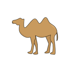 Camel Illustration