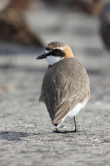 Lesser Sand Plover (Charadrius mongolus) in Japan