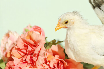white chicken and red flower
