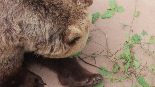 Eurasian Brown Bear in captivity