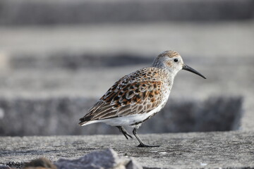 Dunlin summer feather (Calidris alpina ) in Japan