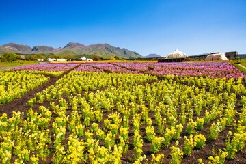 久住高原のリナリア