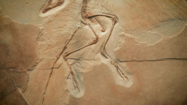 The fossil of archaeopteryx
