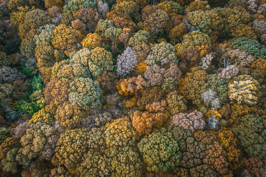 The Lorax Forest 