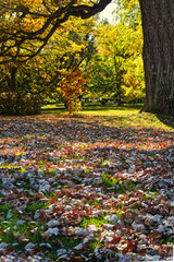 Grass and dry leaves compete to cover the park floor , Niagara Falls, ON, Canada