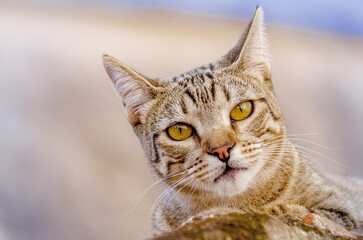 Gray tabby cat lying on the wall looking at the camera.