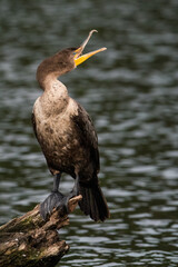 Double-crested Cormorant
