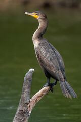 Double-crested Cormorant Perched 