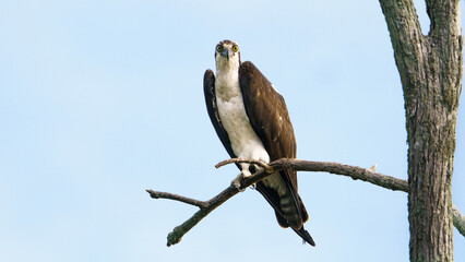 Male Osprey Peched