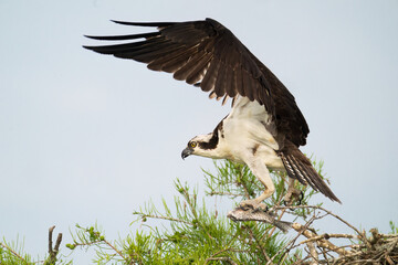 Osprey with Fish