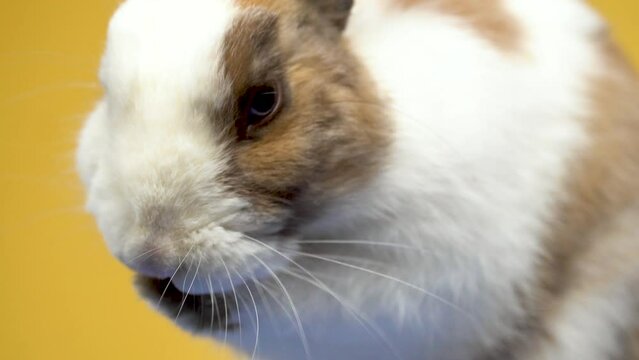 A close-up of a cute rabbit cleaning face on a yellow background