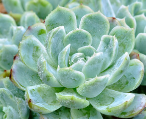 Miniature succulent plants isolated stock photo