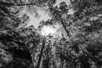 Selva tropical en blanco y negro tupida de plantas y arboles.