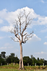 Fototapeta na wymiar Dead tree 
