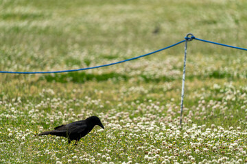 カラスとシロツメクサ