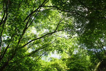 Fototapeta na wymiar 新緑が綺麗な青紅葉の木々