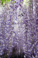 甘く爽やかな香りが充満する満開の藤の花