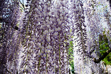 甘く爽やかな香りが充満する満開の藤の花