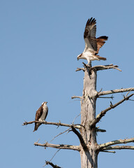 An osprey (pandion haliaetus) perched on top of a tree with a fish next to it's mate