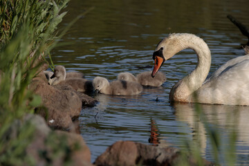 an adult swan with four young cygnets searching for food on the edge of a pond