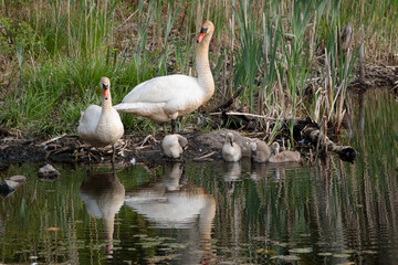 two adult swans and four cygnets resting on a pond bank