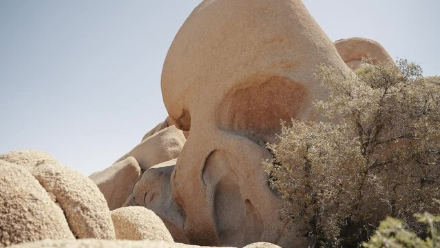 Skull Rock in Joshua Tree National Park. This distinctive rock formation, resembling a skull emerging from the desert floor, adds a touch of intrigue and fascination to the unique landscape.