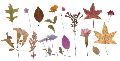 Herbarium dried flowers isolated on a white background	vol.5