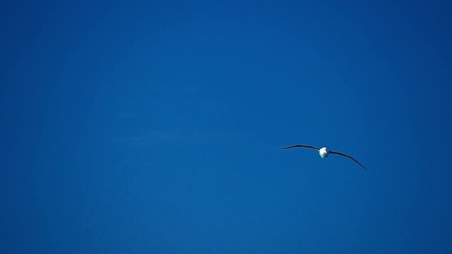 Majestic Black-browed Albatross soaring against clear blue sky