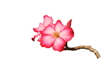 Close-up isolated image of pink azalea flowers on png file at transparent background.