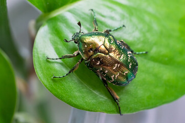 Fototapeta premium Green beetle crawling on a leaf, macro closeup