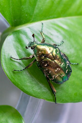 Green beetle crawling on a leaf, macro closeup