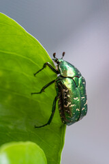 Green beetle crawling on a leaf, macro closeup