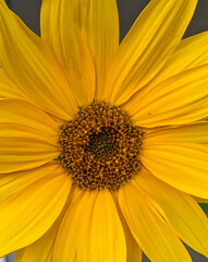 A Fresh Sunflower Bloom