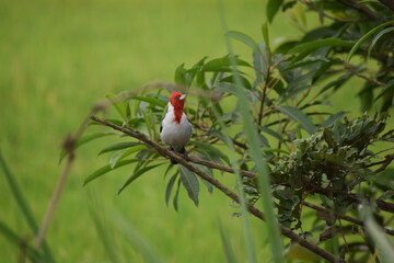 Cardeal no galho