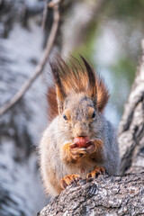 The squirrel with nut sits on a branches in the spring or summer.