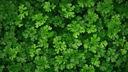 Obraz premium Aromatic Parsley Herbs Photorealistic Horizontal Background. Healthy Vegetarian Diet. Ai Generated Hyperrealistic Background with Delicious Aromatic Parsley Herbs. Generative AI